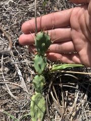 Opuntia drummondii