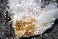 Cuscuta psorothamnensis