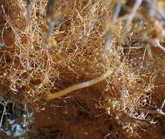 Cuscuta psorothamnensis