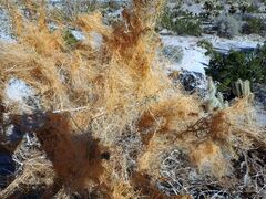 Cuscuta psorothamnensis