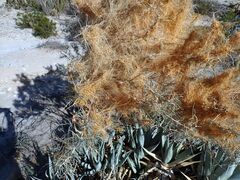 Cuscuta psorothamnensis