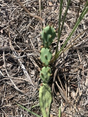 Opuntia drummondii