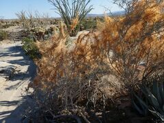 Cuscuta psorothamnensis