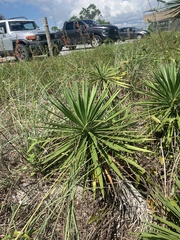 Yucca aloifolia