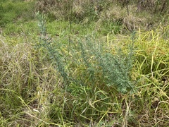 Epilobium billardiereanum