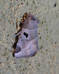 Plagiomimicus pityochromus