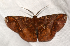 Thysanopyga abdominaria