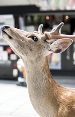 Cervus nippon centralis