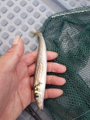 Sillaginodes punctatus