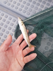 Sillaginodes punctatus