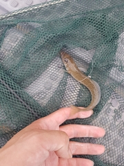 Sillaginodes punctatus