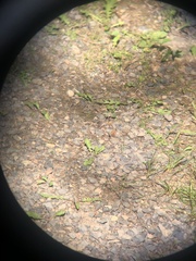 Callophrys spinetorum