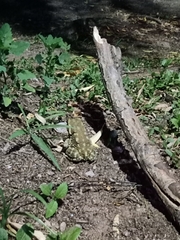 Rhinella arenarum