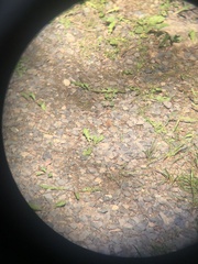 Callophrys spinetorum