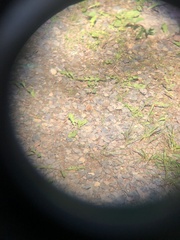 Callophrys spinetorum