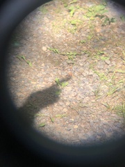 Callophrys spinetorum