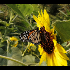Danaus plexippus nigrippus