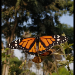 Danaus plexippus nigrippus