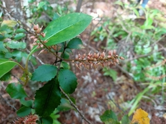 Pterophylla