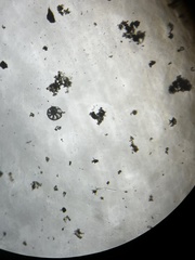 Elphidiinae