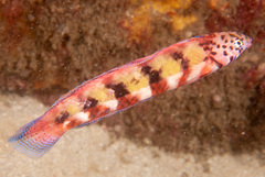 Eupetrichthys angustipes