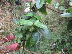 Valeriana laurifolia