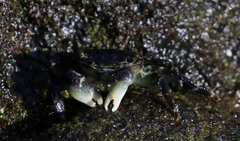 Grapsus