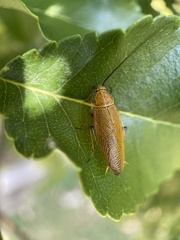 Ellipsidion humerale