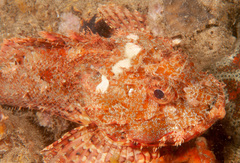 Scorpaena jacksoniensis
