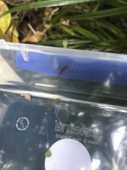 Phasmatinae