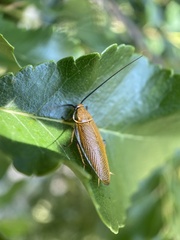 Ellipsidion humerale