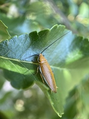 Ellipsidion humerale