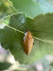 Ellipsidion humerale
