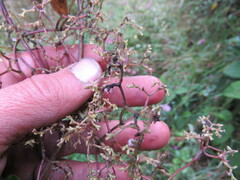 Valeriana laurifolia