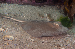 Trygonoptera testacea