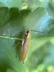 Ellipsidion humerale