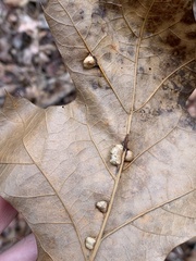 Macrodiplosis majalis