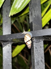 Drymaeus multilineatus