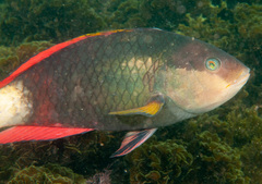 Notolabrus gymnogenis