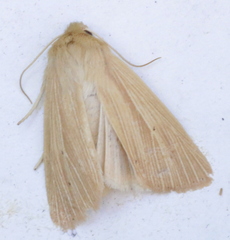 Mythimna oxygala