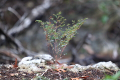 Euphorbia villifera