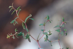 Euphorbia villifera
