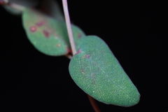 Euphorbia villifera