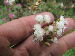Ageratina gracilis