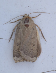 Abagrotis alternata