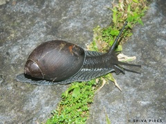Megalobulimus