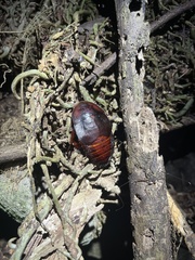 Aspiduchus cavernicola