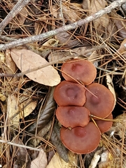 Cortinarius smithii