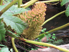 Gunnera