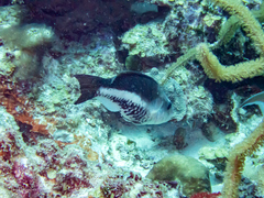 Scarus vetula